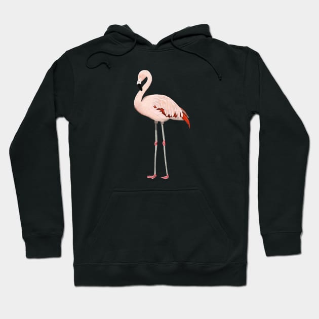 Flamingo Bird Watching Birding Ornithologist Gift Hoodie by jzbirds